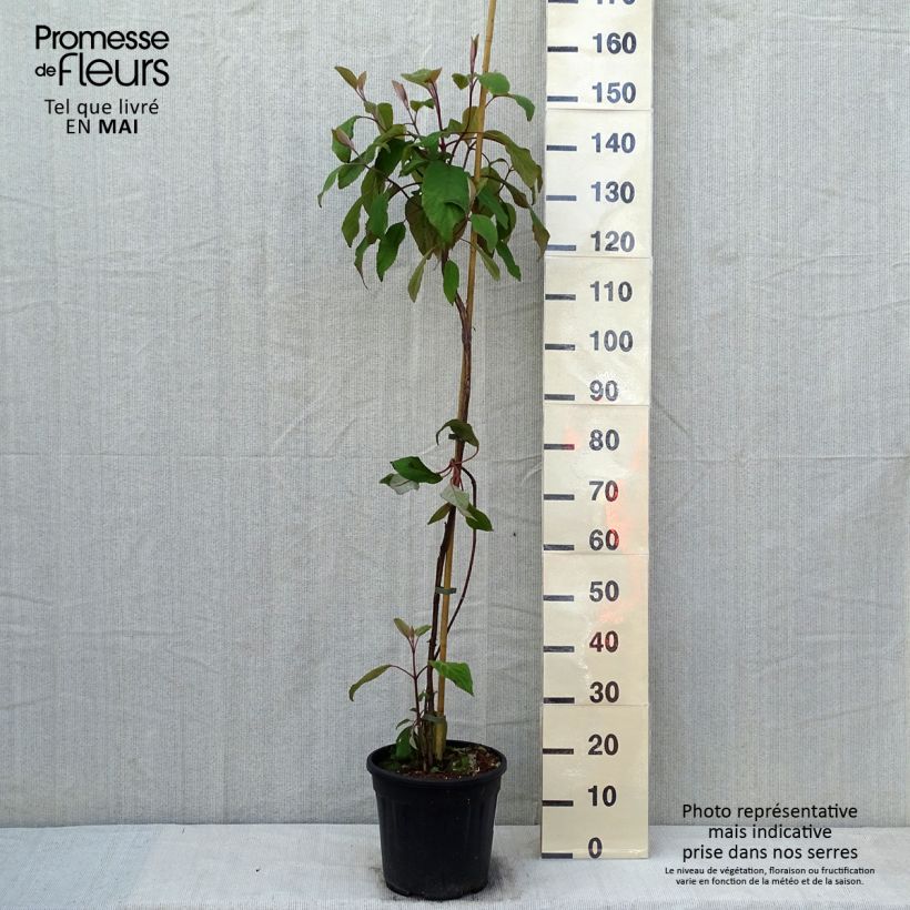 Hydrangea aspera Kawakami - Ortensia Vaso da 7,5L/10L esemplare consegnato in primavera