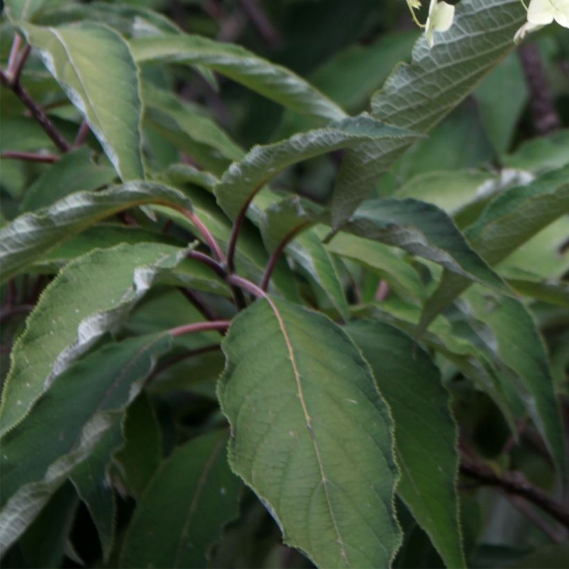 Hydrangea heteromalla Bretschneideri - Ortensia (Fogliame)