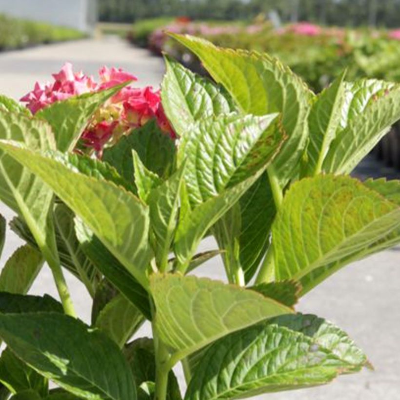 Hydrangea macrophylla Alpenglühen - Ortensia (Fogliame)
