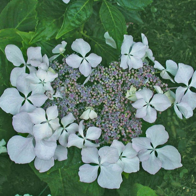 Hydrangea macrophylla Beauté Vendômoise - Ortensia (Fioritura)