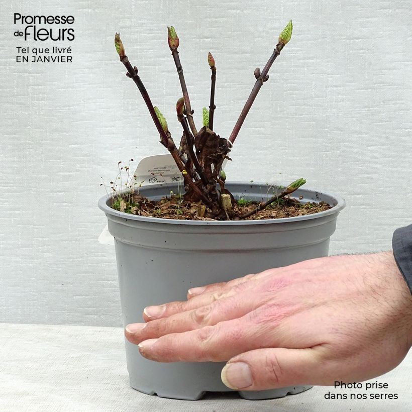 Hydrangea macrophylla Black Steel Zebra - Ortensia Vaso da 2L/3L esemplare consegnato in inverno