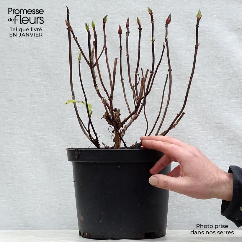 Hydrangea macrophylla Black Steel Zebra - Ortensia Vaso da 4L/5L esemplare consegnato in inverno