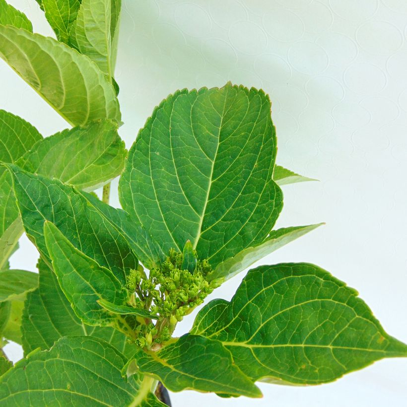 Hydrangea macrophylla Caipirinha - Ortensia (Fogliame)
