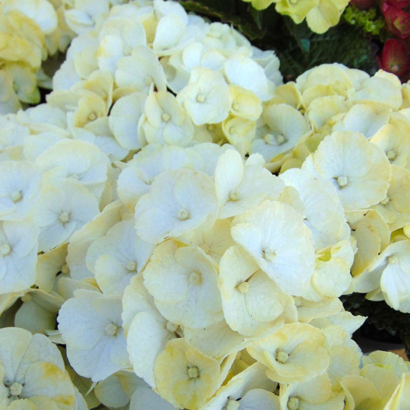 Hydrangea macrophylla Caipirinha - Ortensia (Fioritura)