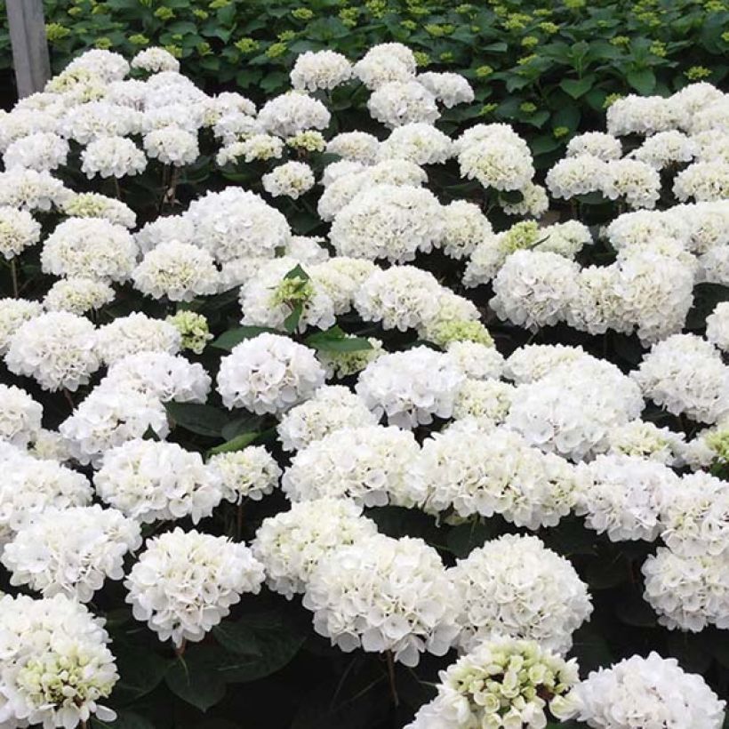 Hydrangea macrophylla Rendez-Vous Choco Pur - Ortensia (Fioritura)