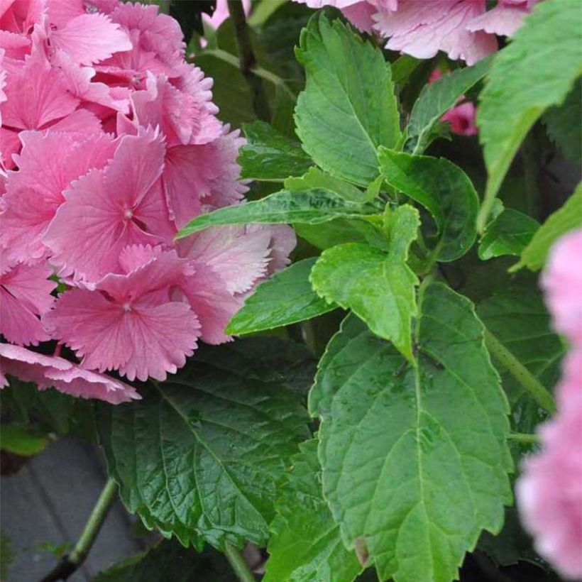 Hydrangea macrophylla Dolce Farfalle - Ortensia (Fogliame)