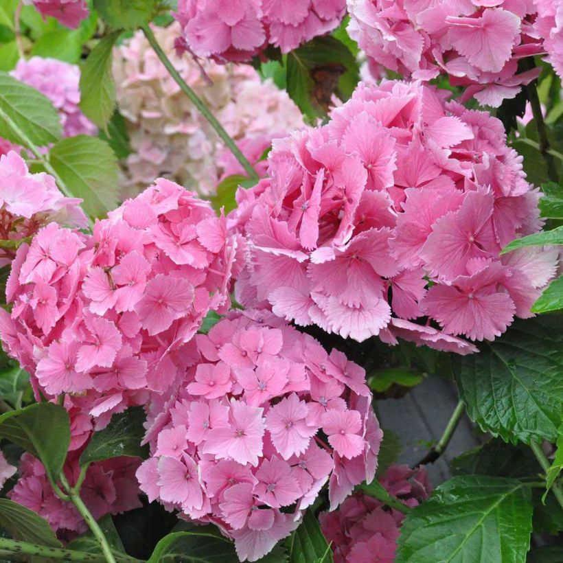 Hydrangea macrophylla Dolce Farfalle - Ortensia (Fioritura)