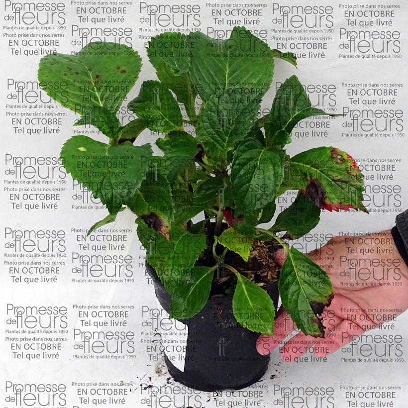 Esempio di esemplare Hydrangea macrophylla Dolce Fragola - Ortensia Vaso da 4L/5L come consegnato
