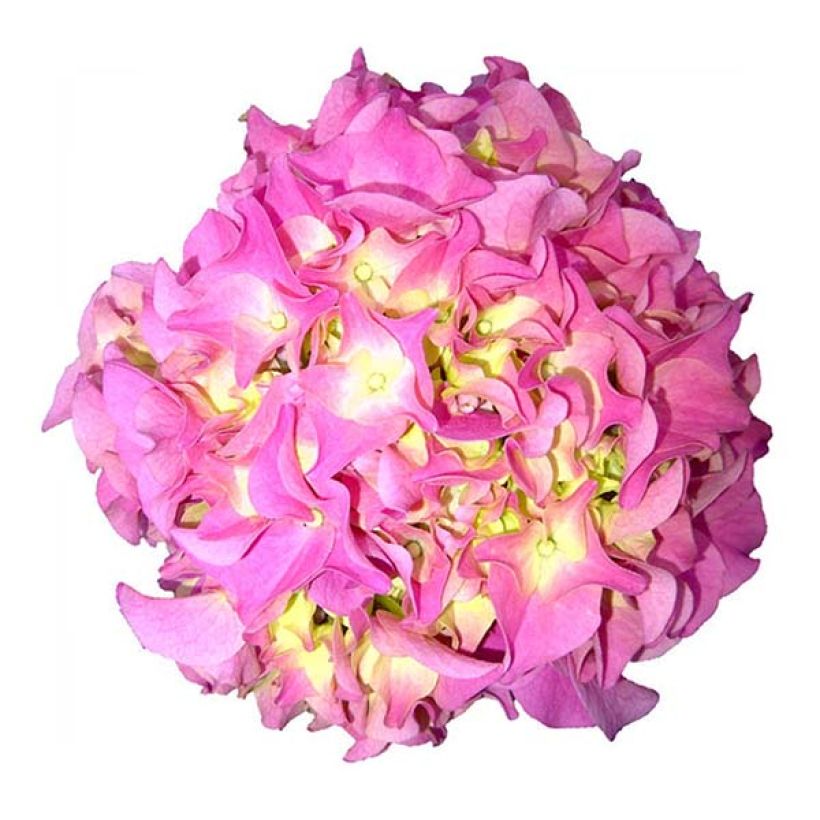 Hydrangea macrophylla Early Rose - Ortensia (Fioritura)