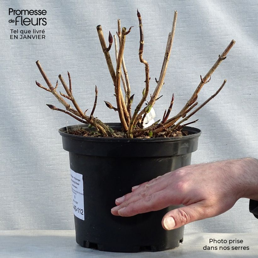 Hydrangea macrophylla Hovaria Elleair Anniversary - Ortensia Vaso da 4L/5L esemplare consegnato in inverno
