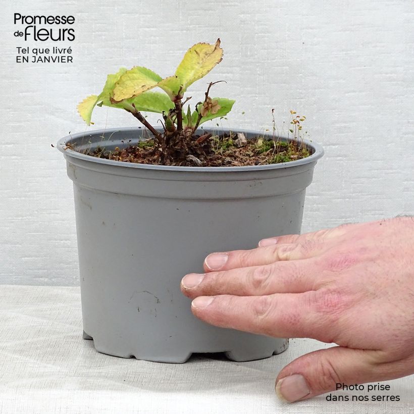 Hydrangea macrophylla Koria - Ortensia Vaso da 2L/3L esemplare consegnato in inverno