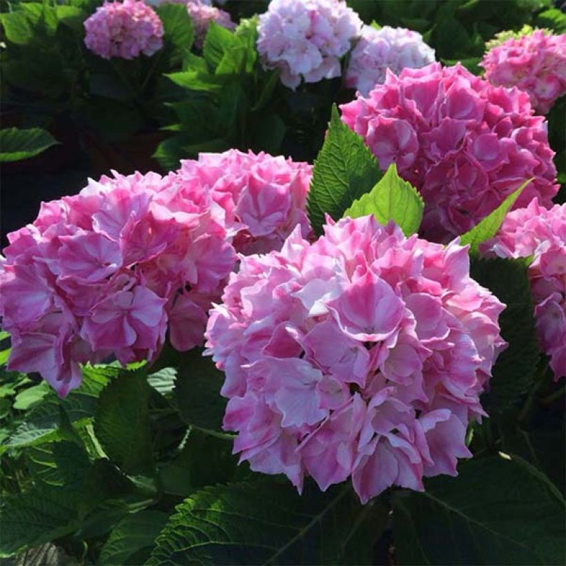 Hydrangea macrophylla Rendez-Vous La Vie en Rose - Ortensia (Fioritura)