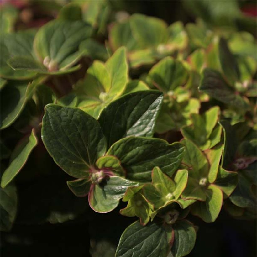 Hydrangea macrophylla Schloss Wackerbarth - Ortensia (Fogliame)
