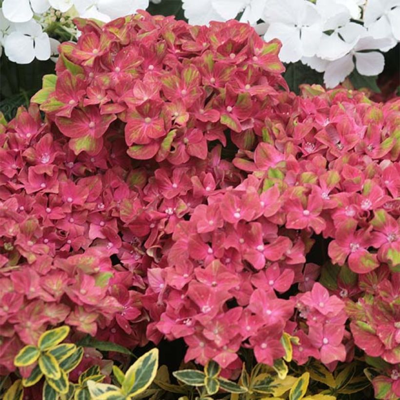 Hydrangea macrophylla Schloss Wackerbarth - Ortensia (Fioritura)