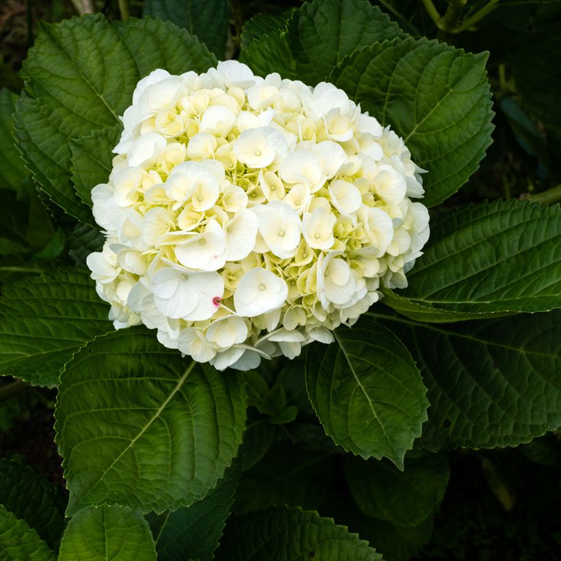 Hydrangea macrophylla Wudu - Ortensia (Fioritura)