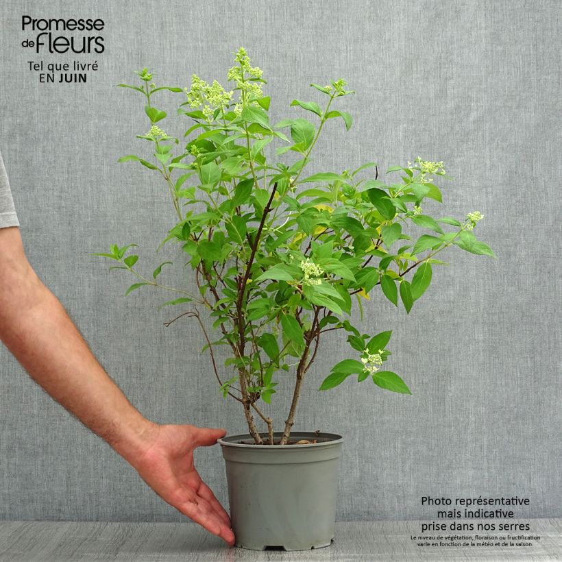 Esemplare di Hydrangea paniculata Confetti - Ortensia paniculata Vaso da 2L/3L consegnato in estate