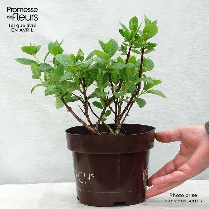 Hydrangea paniculata Switch Ophelia - Ortensia paniculata Vaso da 1,5L/2L esemplare consegnato in primavera