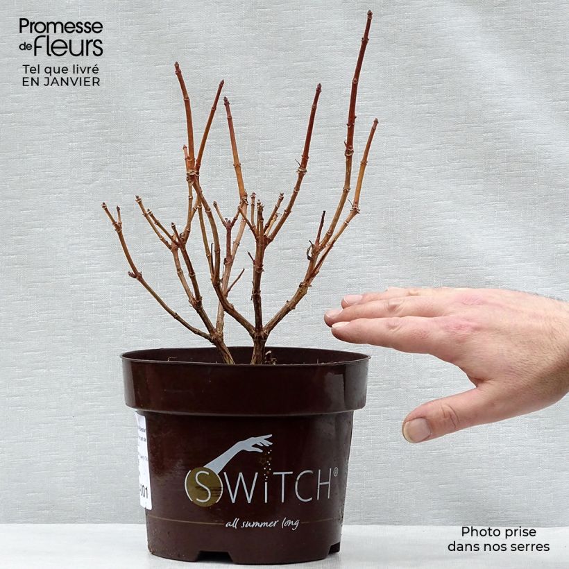 Hydrangea paniculata Switch Ophelia - Ortensia paniculata Vaso da 1,5L/2L esemplare consegnato in inverno
