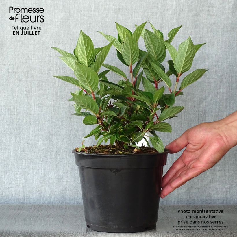 Esemplare di Hydrangea paniculata Switch Ophelia - Ortensia paniculata Vaso da 3L/4L consegnato in estate