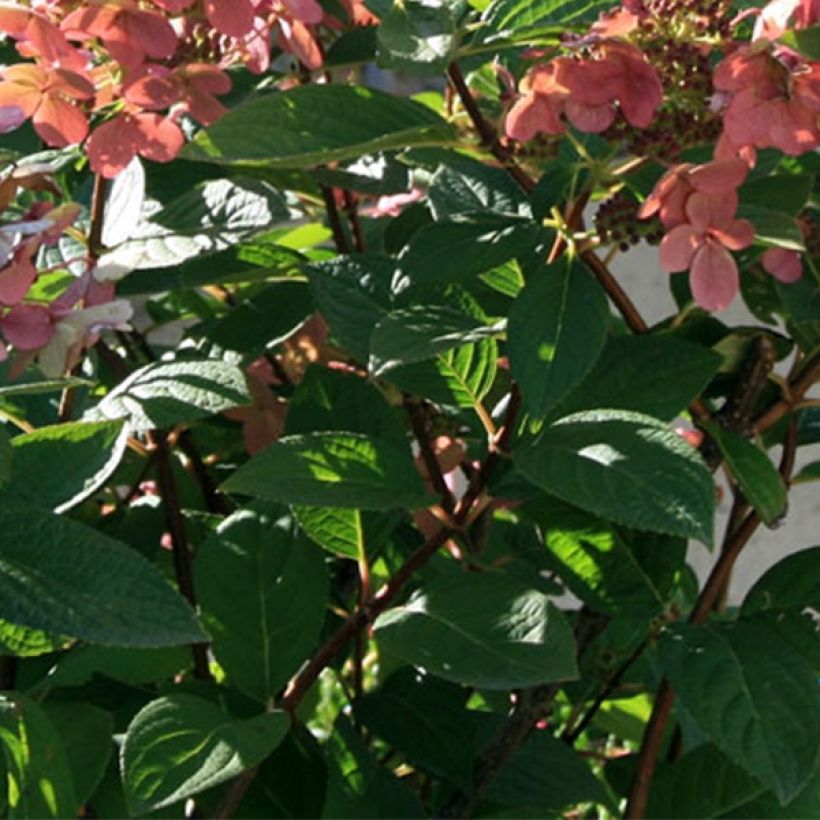 Hydrangea paniculata Sparkling - Ortensia paniculata (Fogliame)