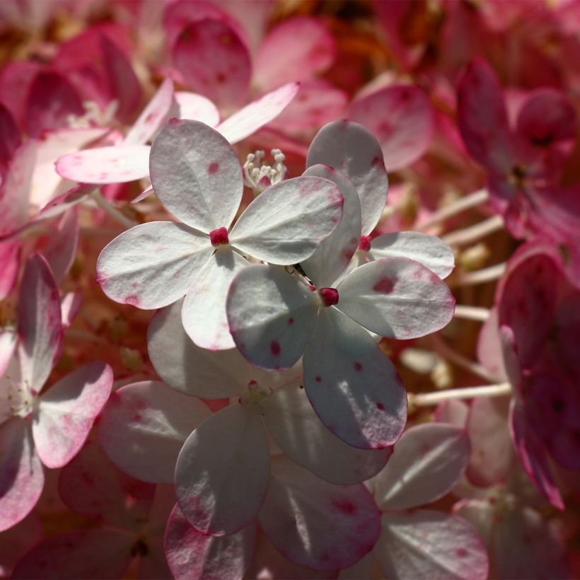 Hydrangea paniculata Sparkling - Ortensia paniculata (Fioritura)