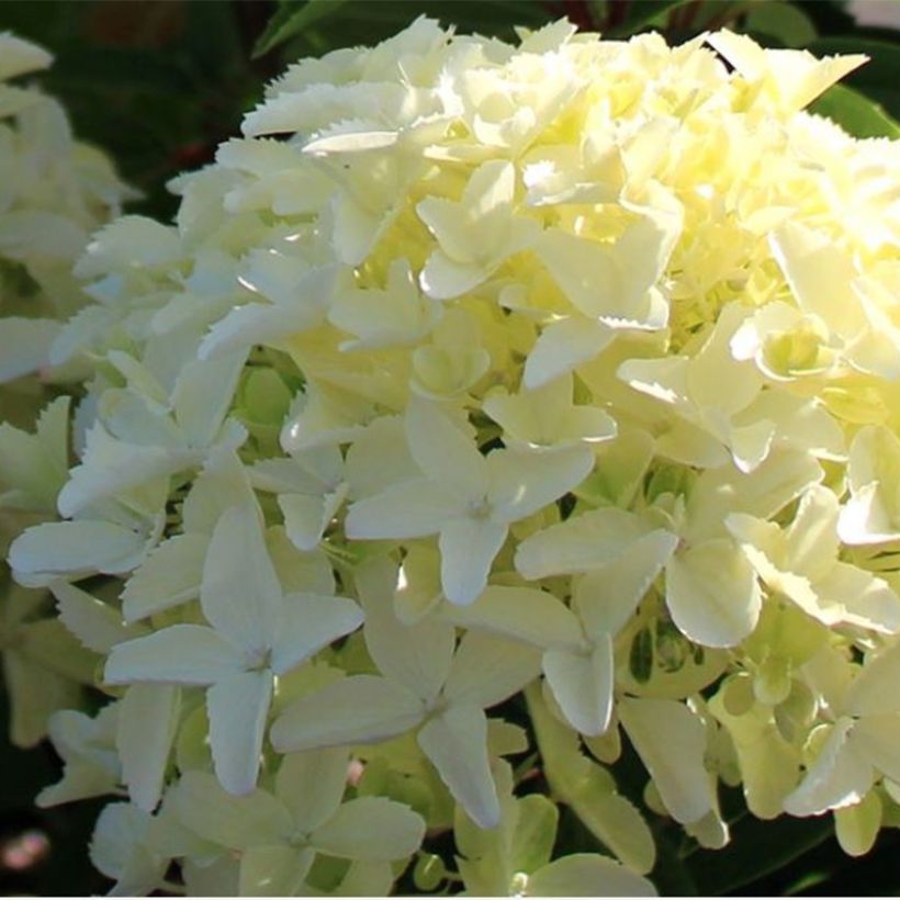 Hydrangea paniculata White Light - Ortensia paniculata (Fioritura)