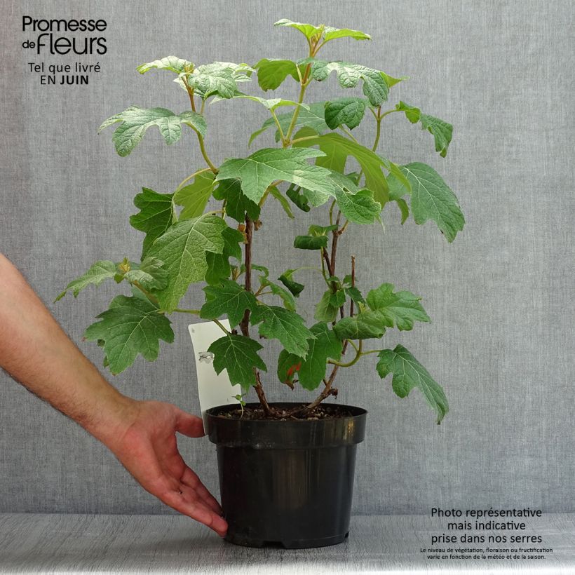 Esemplare di Hydrangea quercifolia Burgundy - Ortensia a foglie di quercia Vaso da 2L/3L consegnato in estate