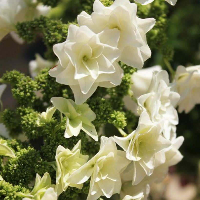 Hydrangea quercifolia Gatsby Star - Ortensia a foglie di quercia (Fioritura)