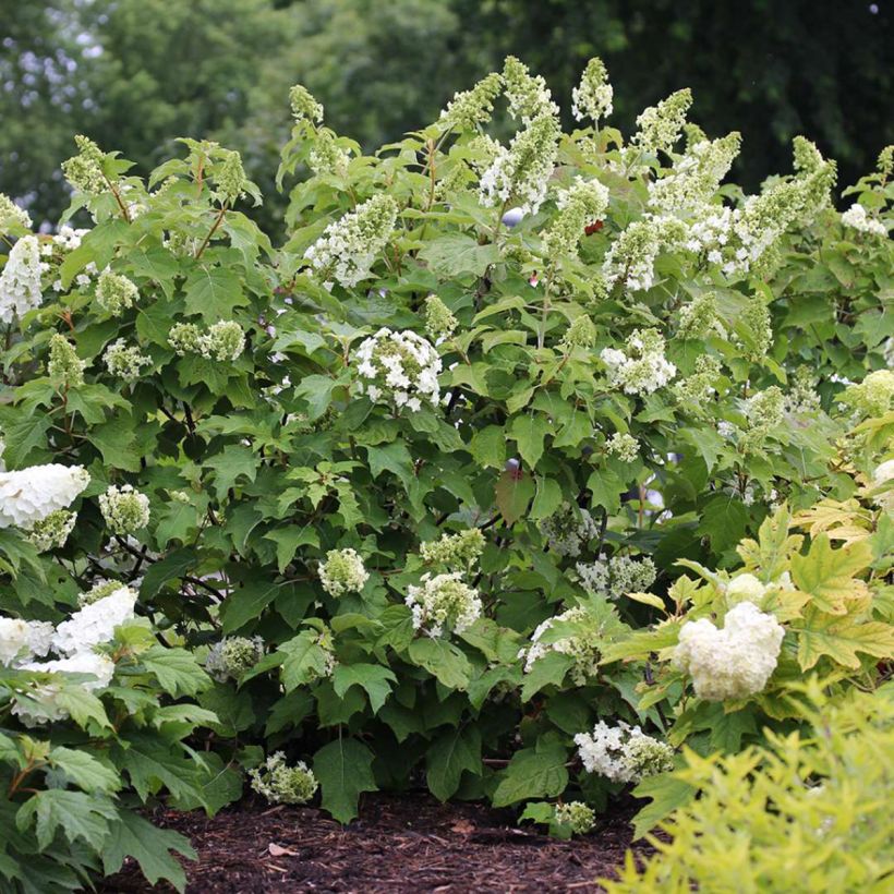 Hydrangea quercifolia Gatsby Star - Ortensia a foglie di quercia (Porto)