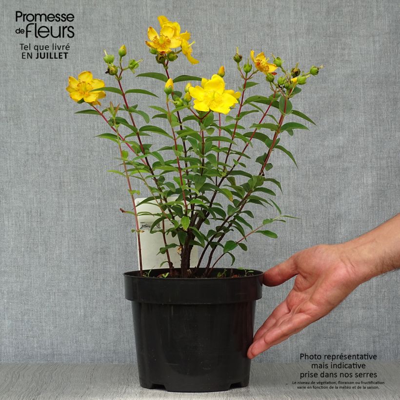 Esemplare di Hypericum Hidcote - Iperico Vaso da 2L/3L consegnato in estate