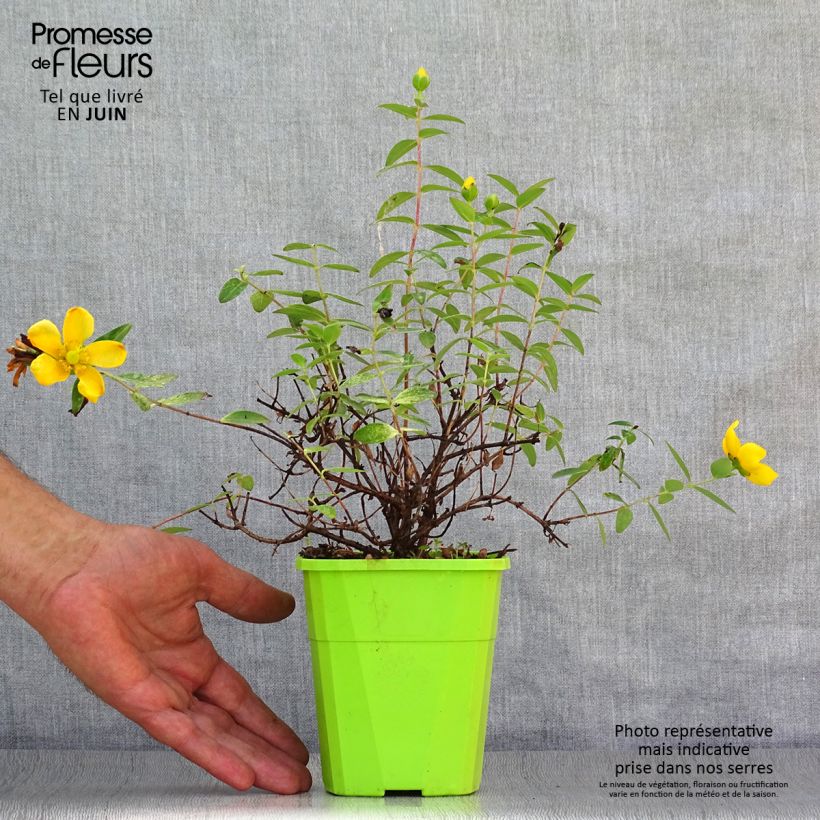 Esemplare di Hypericum Radiance - Iperico Vaso da 1L/1,5L consegnato in estate