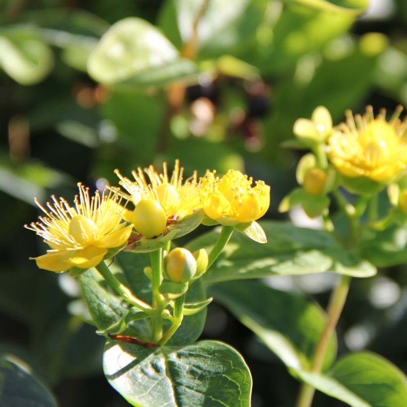 Hypericum inodorum Magical Sunshine - Iperico (Fioritura)