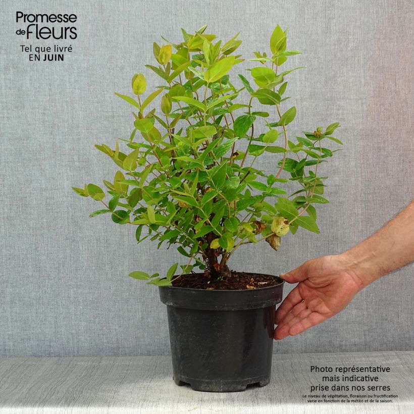 Hypericum inodorum Magical Beauty Kolmbeau - Iperico Vaso da 3L/4L esemplare consegnato in primavera