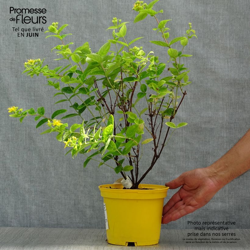 Esemplare di Hypericum inodorum Magical Sunshine - Iperico Vaso da 2L/3L consegnato in estate