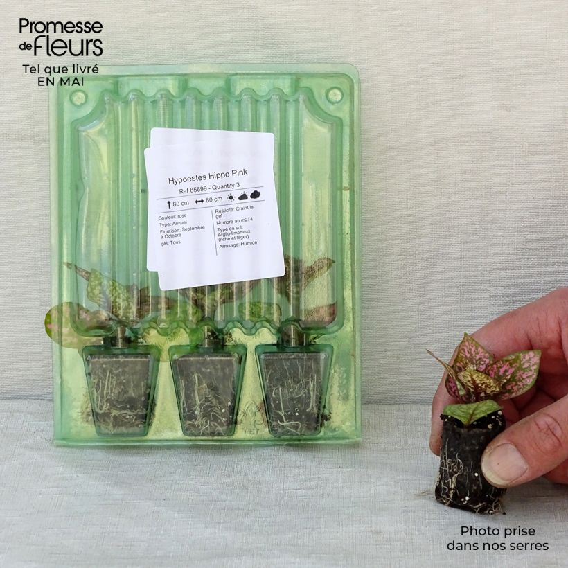Hypoestes phyllostachya Hippo Pink mini zolla... esemplare consegnato in primavera
