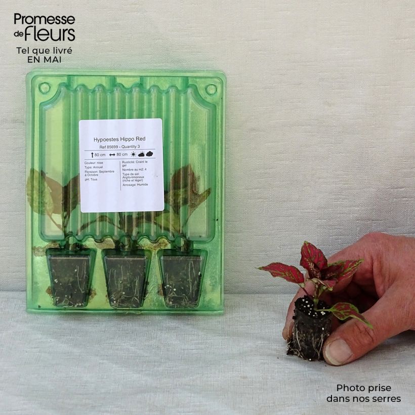 Hypoestes phyllostachya Hippo Red mini zolla... esemplare consegnato in primavera