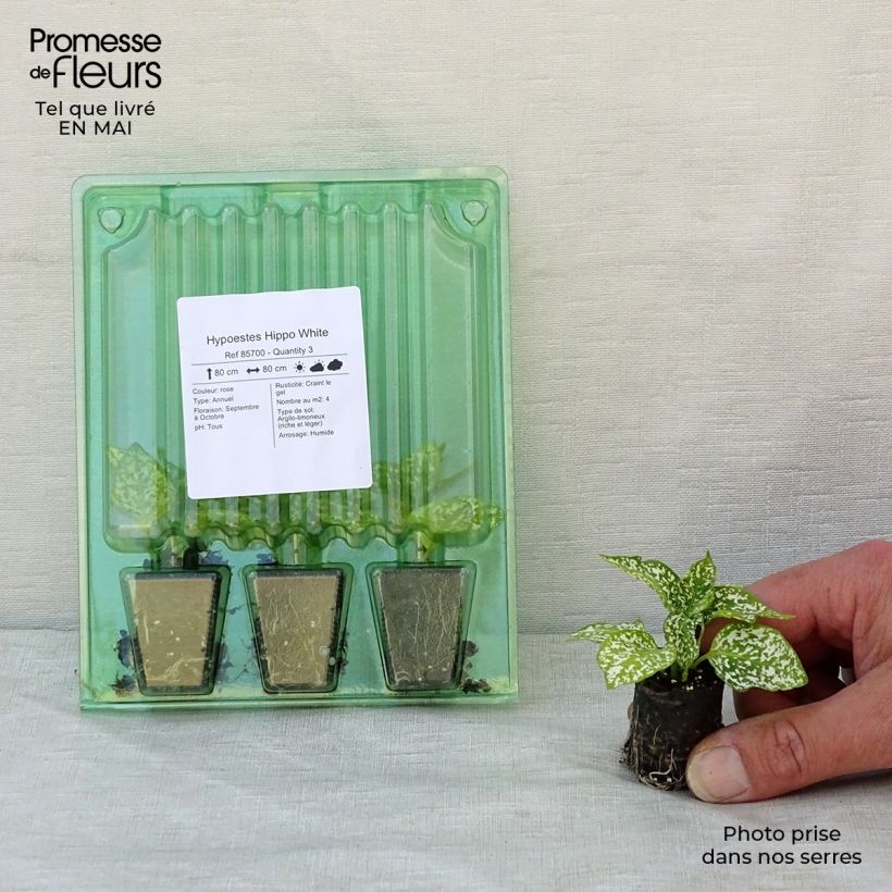 Hypoestes phyllostachya Hippo White mini zolla... esemplare consegnato in primavera