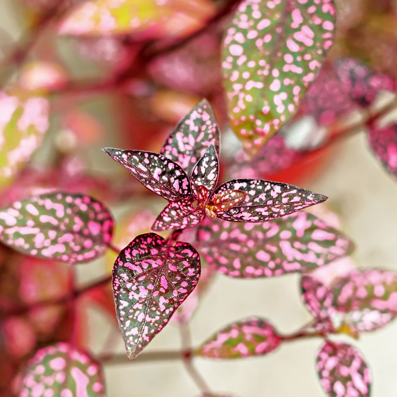 Hypoestes phyllostachya Pink (Fogliame)