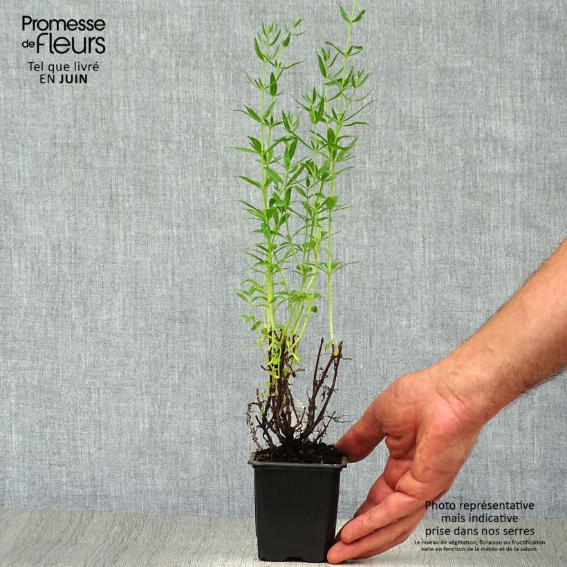 Esemplare di Hyssopus officinalis - Issopo Vasetto da 8/9 cm consegnato in estate