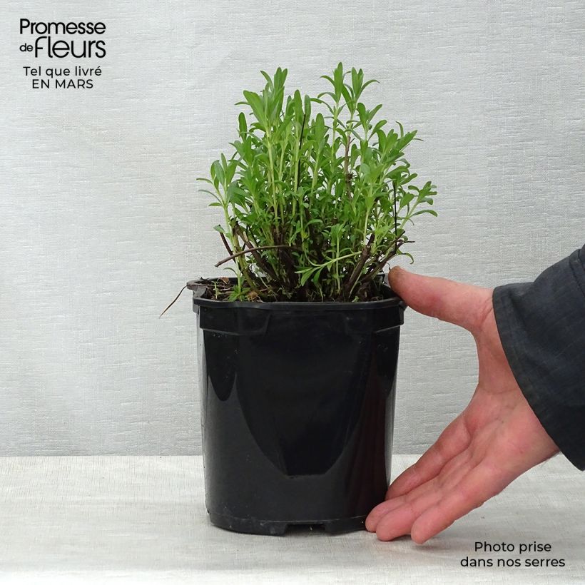 Hyssopus officinalis - Issopo Vaso da 2L/3L esemplare consegnato in primavera