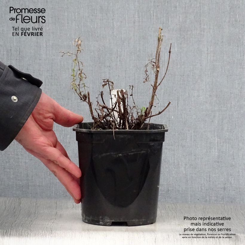 Hyssopus officinalis - Issopo Vaso da 2L/3L esemplare consegnato in inverno