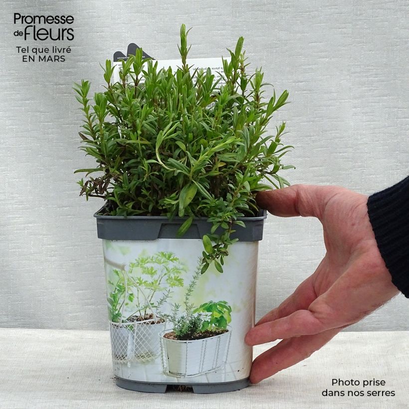 Hyssopus officinalis Bio (piante) - Issopo Vaso da 1L/1,5L esemplare consegnato in primavera