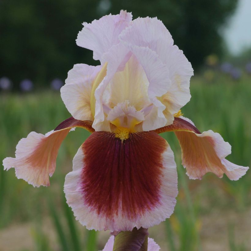 Iris germanica Ecstatic Echo - Giaggiolo paonazzo (Fioritura)