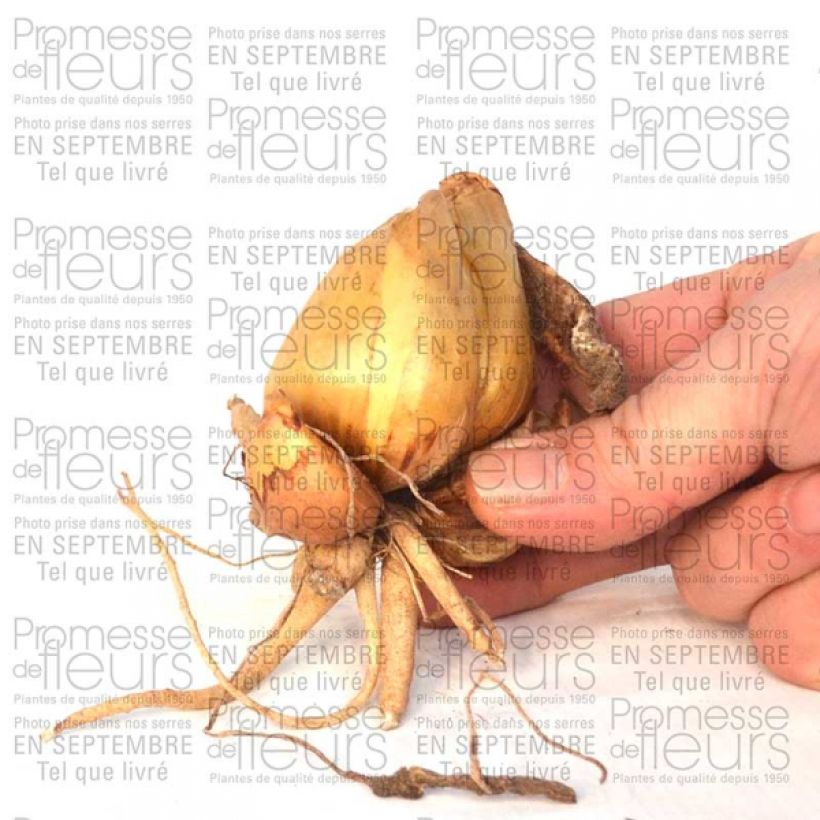 Esempio di esemplare Iris bucharica - Giaggiolo Bulbo taglia I come consegnato