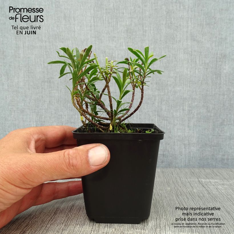 Esemplare di Iberis sempervirens Snowflake - Iberide sempreverde Vasetto da 8/9 cm consegnato in estate