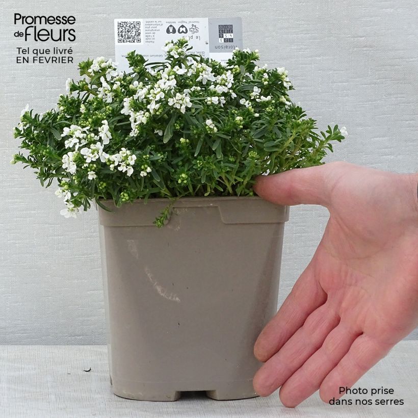 Iberis sempervirens Snowflake - Iberide sempreverde Vaso da 2L/3L esemplare consegnato in inverno