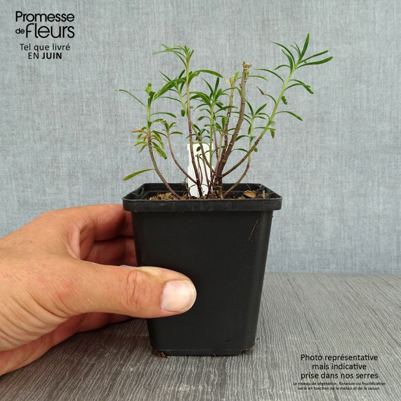 Esemplare di Iberis sempervirens - Iberide sempreverde Vasetto da 8/9 cm consegnato in estate