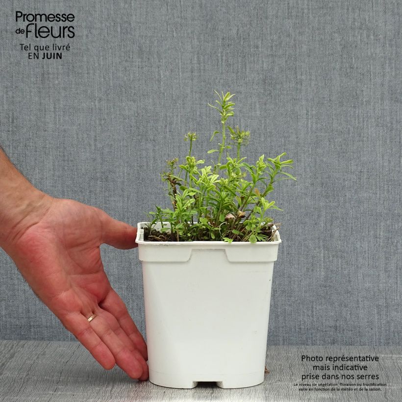 Esemplare di Iberis sempervirens - Iberide sempreverde Vaso da 2L/3L consegnato in estate
