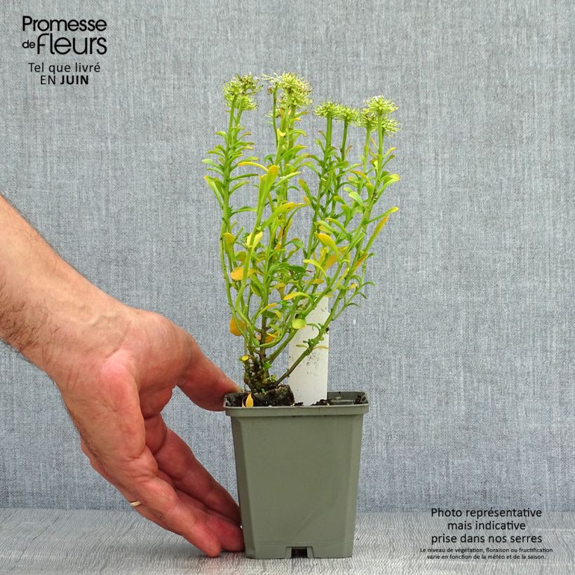Esemplare di Iberis sempervirens Pink Ice - Iberide sempreverde Vasetto da 8/9 cm consegnato in estate