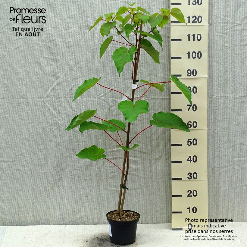 Esemplare di Idesia polycarpa Vaso da 2L/3L consegnato in estate